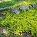 Lysimachia nummularia aurea